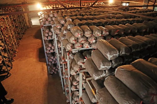 振興鄉村，呼喚青春力量 為江陰新農人打call