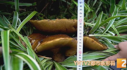 花臺驚現15公斤巨型牛肝菌，食用菌菌種進出口迎來新機遇