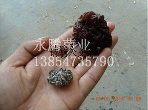 木耳、白木耳與食用菌菌種 從生產到貿易——以魚臺縣永騰榆耳銷售部為例