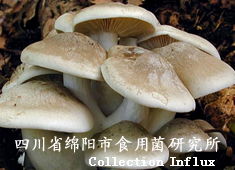 離褶傘栽培技術全攻略 菌種選擇、培育要點與行業(yè)資源整合