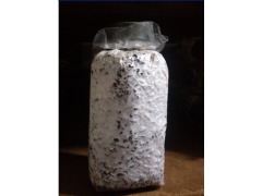 食用菌新秀 茶樹菇菌種的栽培技術與全球貿易現(xiàn)狀