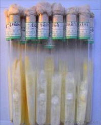 食用菌菌種市場供應與價格指南 批發(fā)、進出口一站式解析