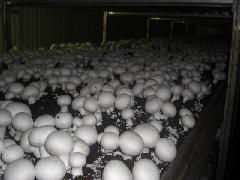 山東食用菌菌種的產(chǎn)業(yè)中心 濟陽縣的進出口貿(mào)易與行業(yè)發(fā)展