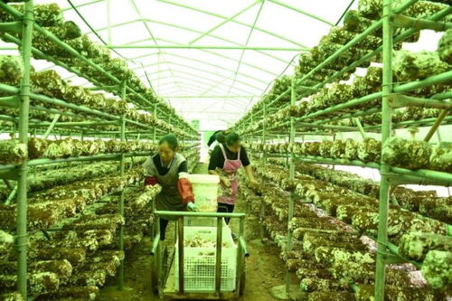 助農(nóng)團團丨發(fā)展食用菌產(chǎn)業(yè)，以菌種進出口撐起鄉(xiāng)村“致富傘”