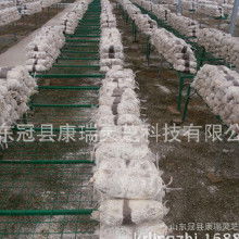食用菌菌種產(chǎn)業(yè)鏈探析 加工價格、批發(fā)市場、廠家與進出口貿(mào)易