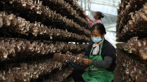 施甸縣創新菌種全產業鏈發展模式 認領、回購、售種與助銷助推食用菌產業國際化