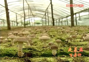 2015年河北進出口食品平穩增長，食用菌菌種貿易表現亮眼